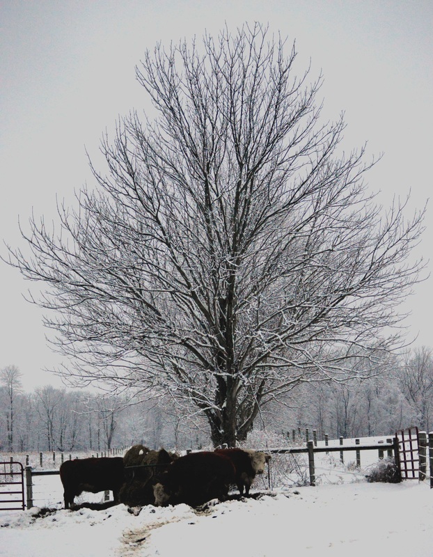 cattle snow scenes
