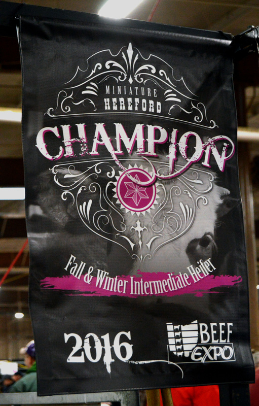 Fall & Winter Intermediate Heifer Champion banner