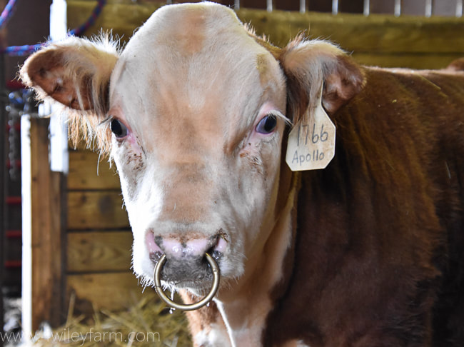 Pakket knecht Bereid Bull Bling - Why We Put Nose Rings in Our Bulls - 4 Wiley Farm