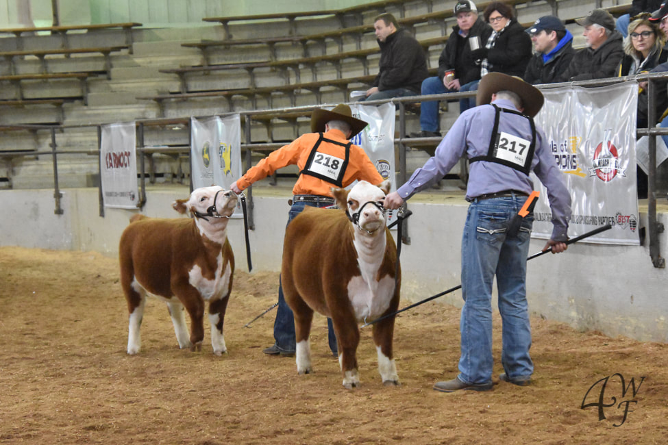 2019 Champion Pair of Females at the Ohio Beef Expo