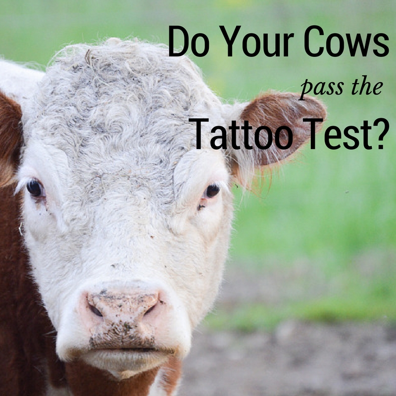 Do Your Cows Pass the Tattoo Test? - 4 Wiley Farm
