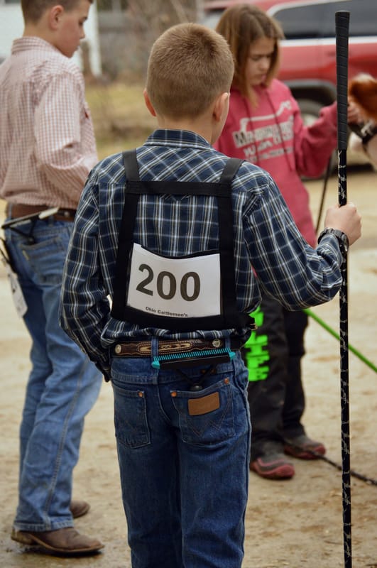 young cattle showman
