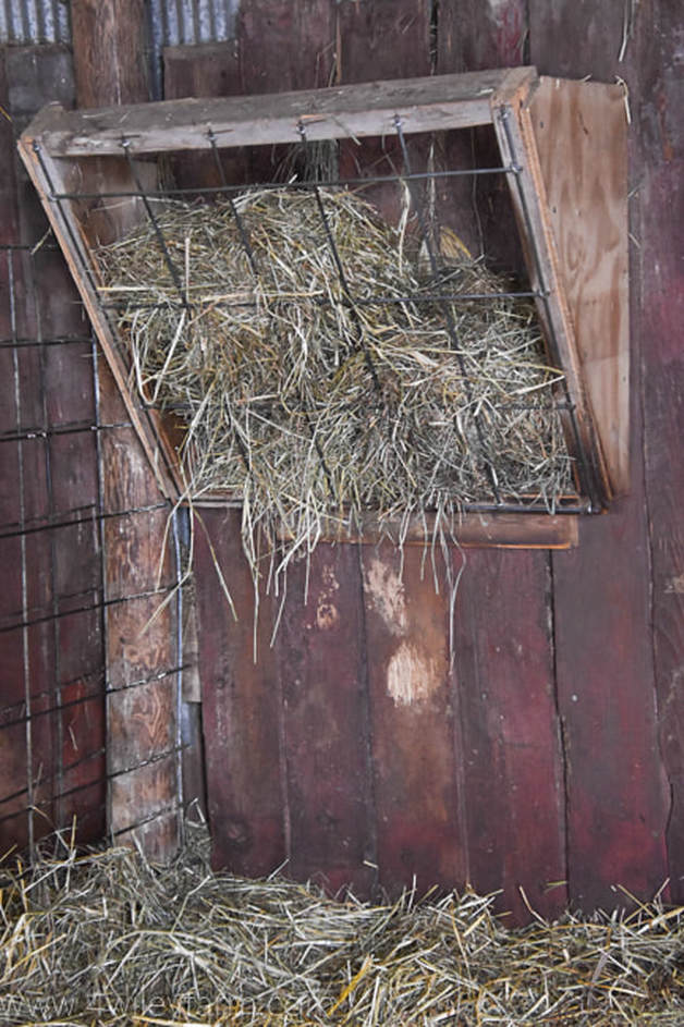 DIY hay feeder made with cattle panel