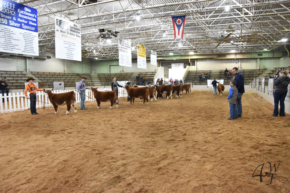 Miniature Herefords at the Ohio Beef Expo