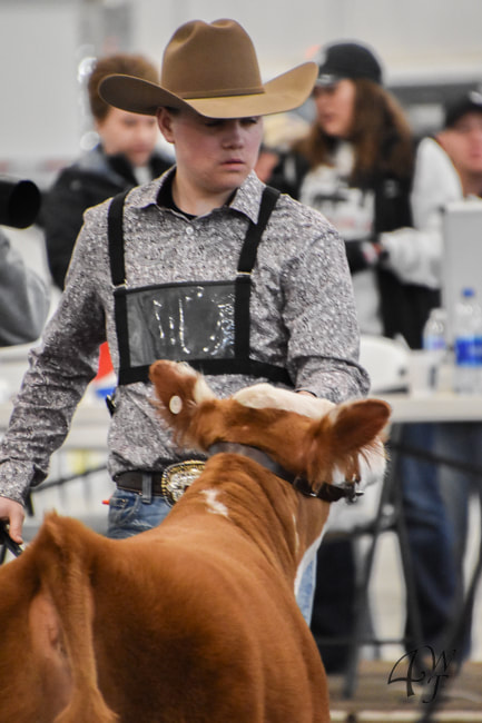 Isaac Wiley showing his Miniature Hereford during a B.E.S.T. show