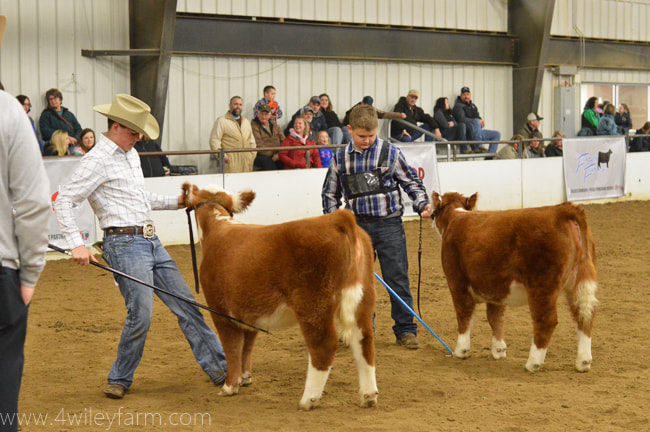 Ohio Cattlemen's Association B.E.S.T. program miniature heifer class
