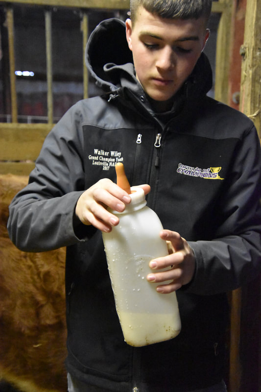 using a sheep nipple to bottle feed a Miniature Hereford calf
