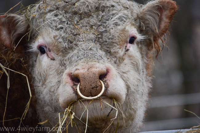 Worden chef lever Bull Bling - Why We Put Nose Rings in Our Bulls - 4 Wiley Farm