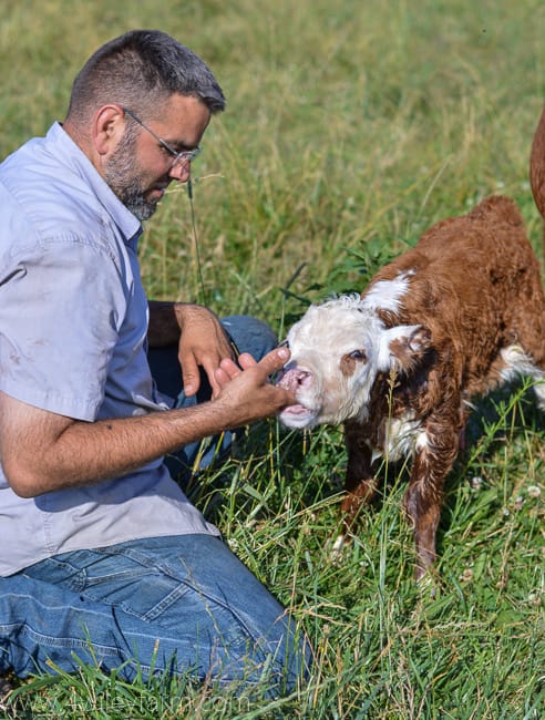 Miniature Hereford calf sucking