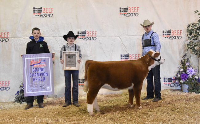2018 Champion Best of the Buckeye Miniature Hereford owned by Isaac Wiley and bred by 4 Wiley Farm