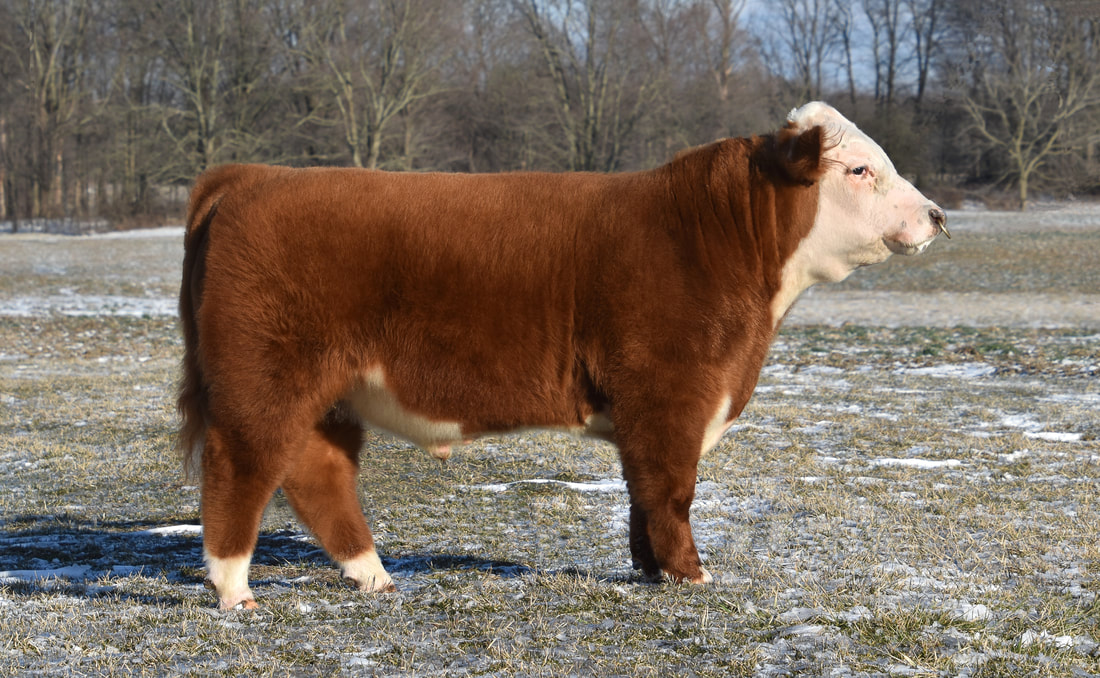 Miniature Hereford Bull 4 Wiley Sir Smith