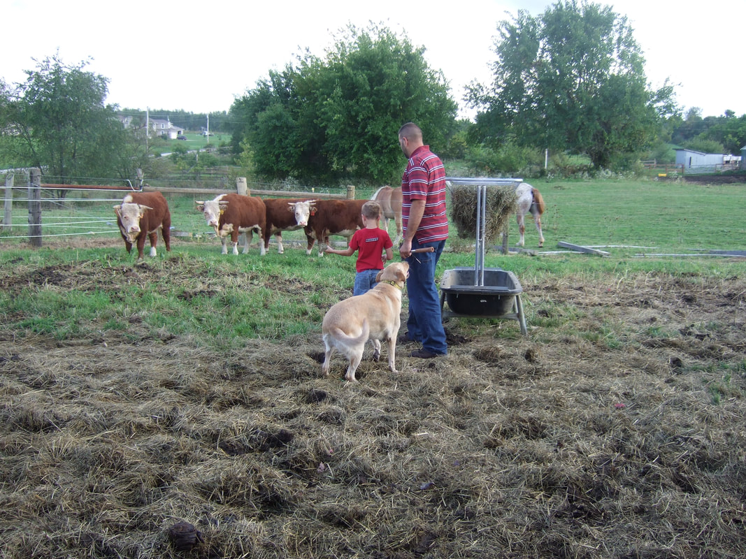 The day we brought home our first Miniature Herefords