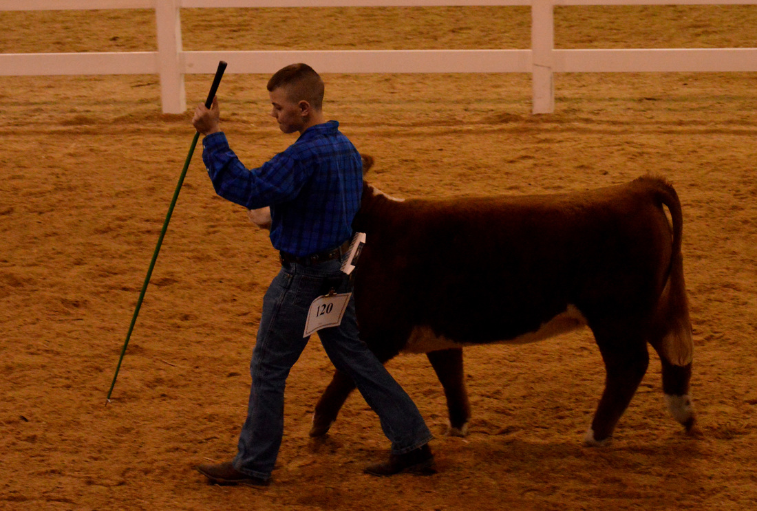 Miniature Hereford open show