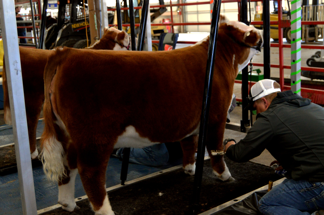 fitting a Miniature Hereford