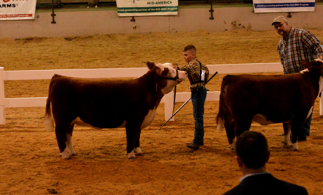 Miniature Hereford open show at Ohio Beef Expo