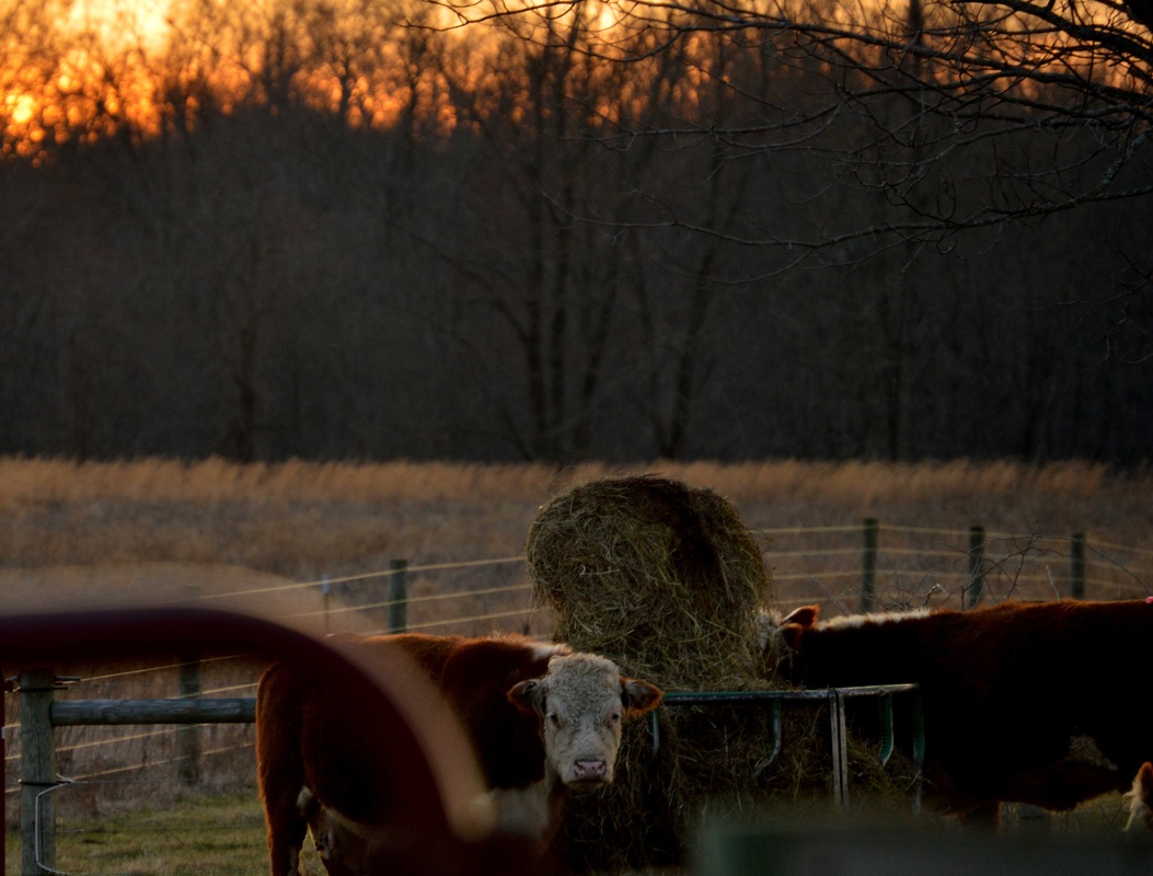 cows at sunset