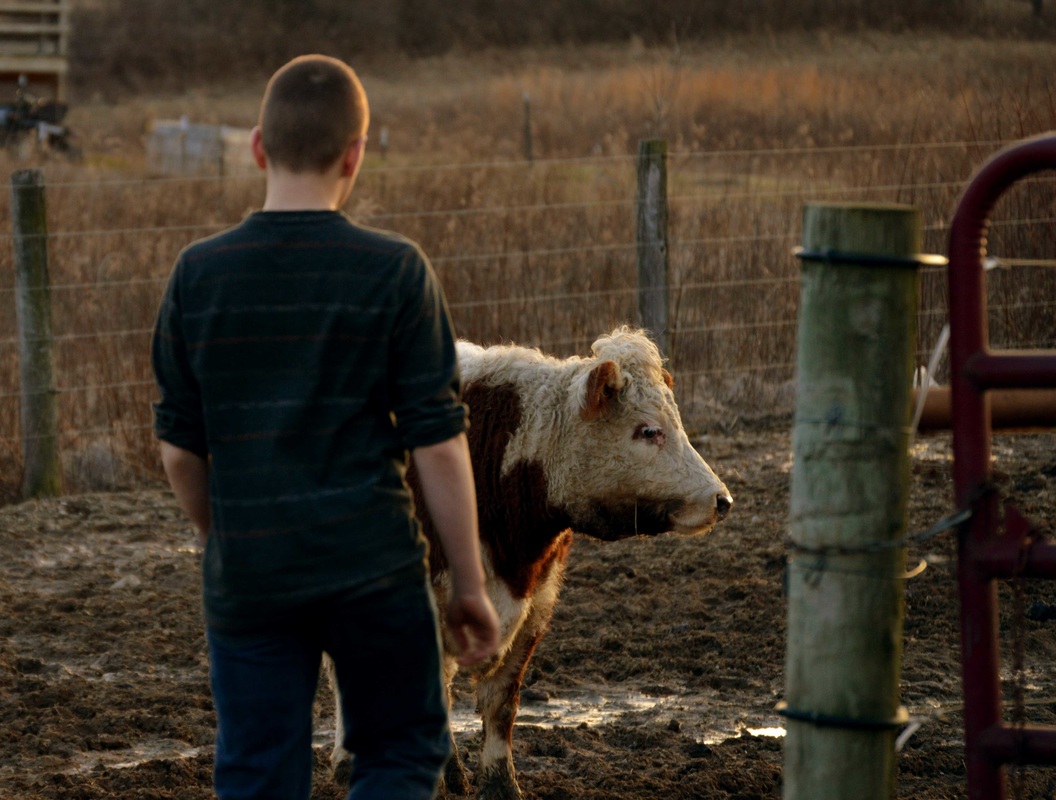 a boy and his cow