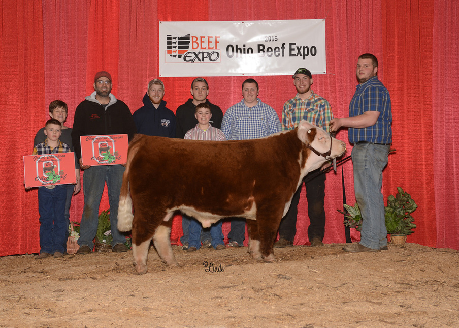 2015 Ohio Beef Expo Grand Champion Bull, 4 Wiley Mountain Mitchell
