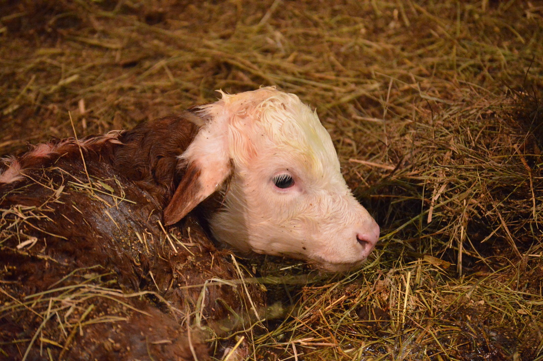 brand new Miniature Hereford calf