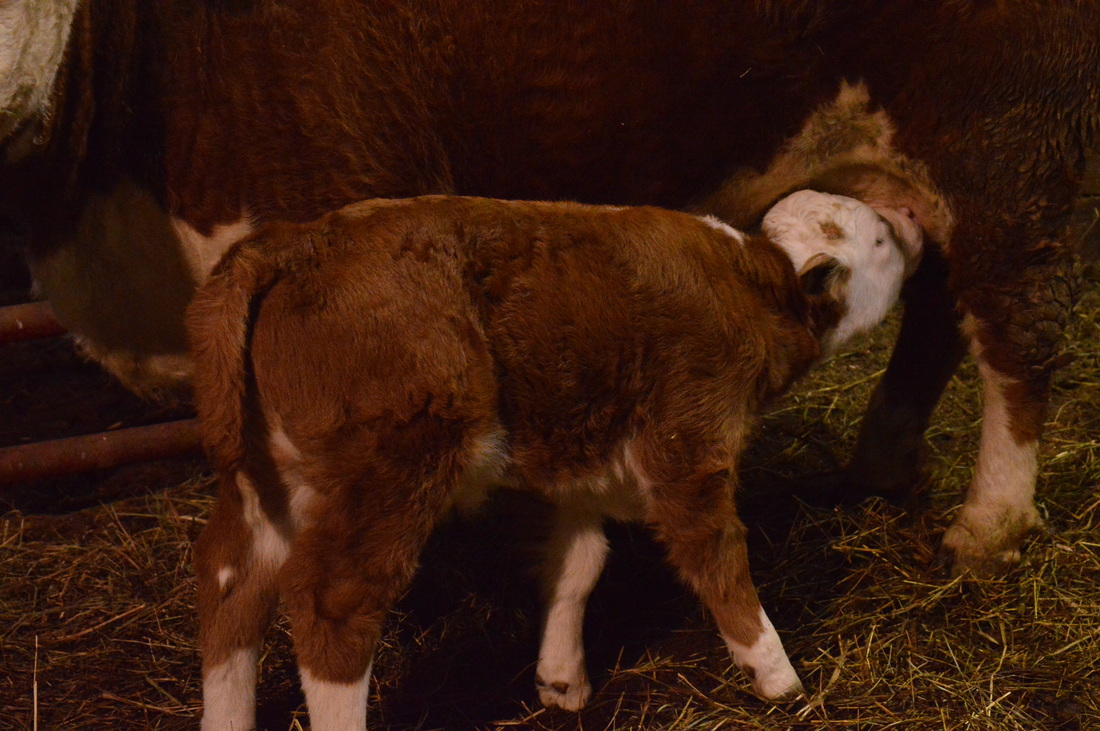 Miniature Hereford bull calf