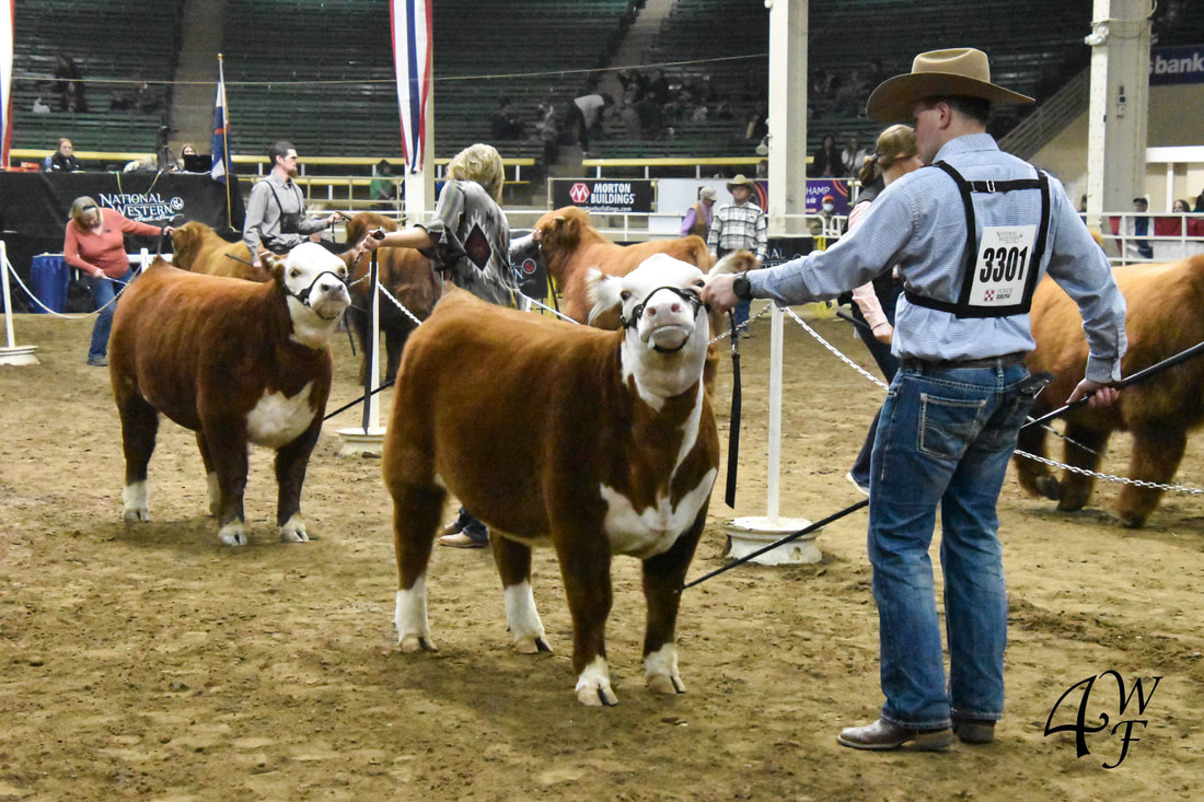 4 Wiley Autumn Angel Miniature Hereford at the National Western Stock Show