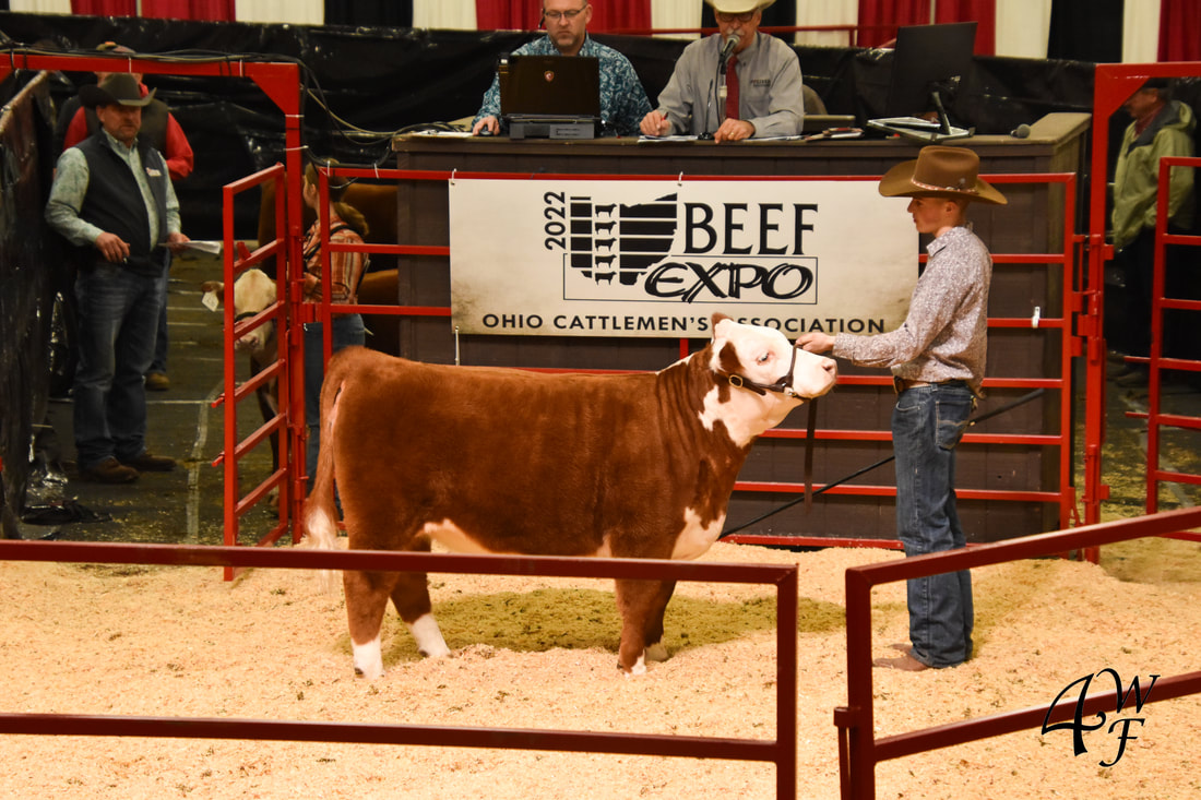 Miniature Hereford auction at the Ohio Beef Expo