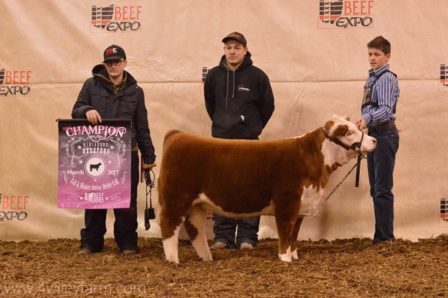Miniature Hereford Grand Champion Female 4 Wiley Bunny Bee