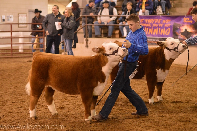 4 Wiley Amber Mountain Miniature Hereford