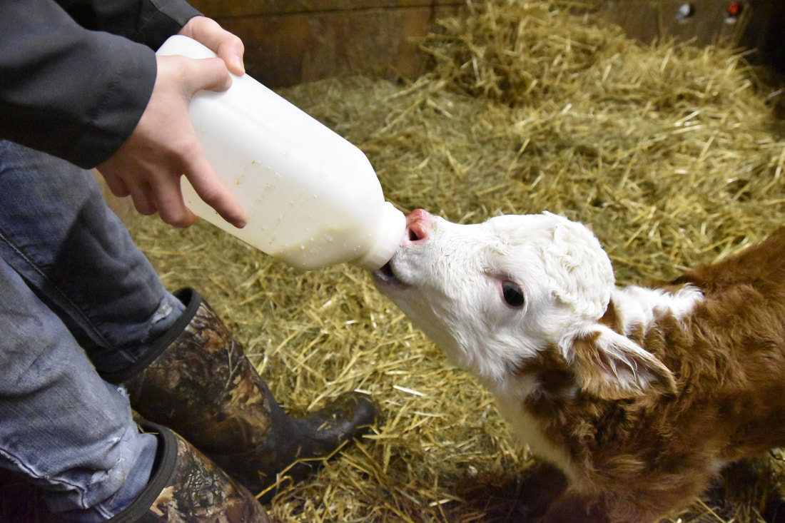 bottle fed Miniature Hereford calf