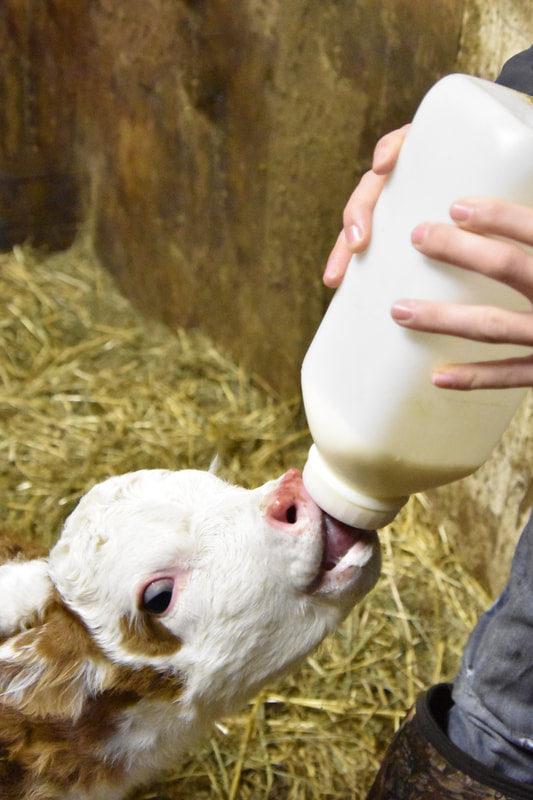bottle feeding a miniature hereford calf