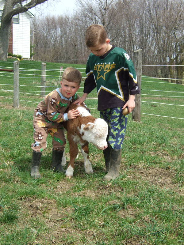 Boys in pajamas playing with our first Miniature Hereford calf