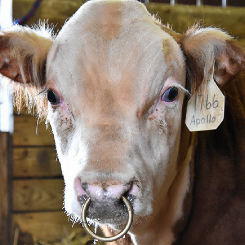 schieten bewaker Overwinnen Bull Bling - Why We Put Nose Rings in Our Bulls - 4 Wiley Farm