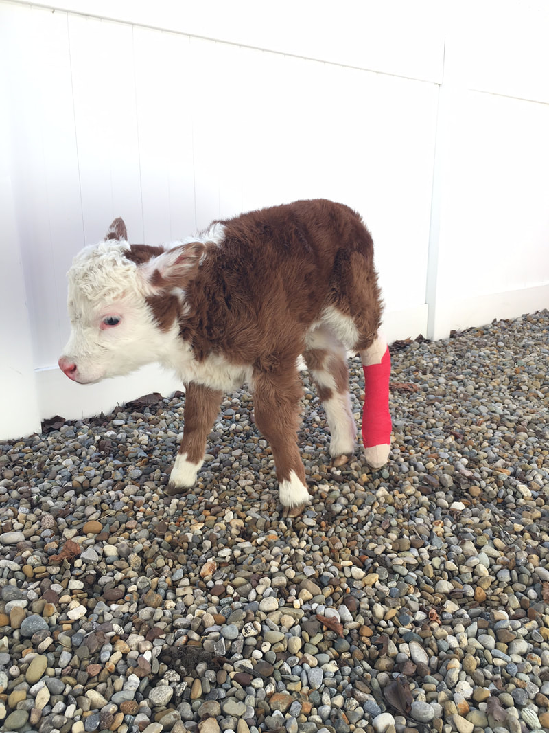 Miniature Hereford calf with a splint on her back leg