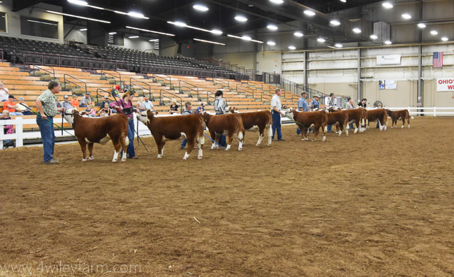 Miniature Hereford Open show at the Ohio State Fair