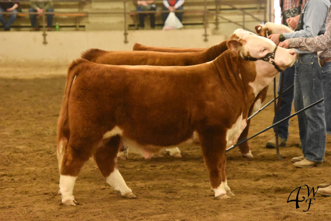 4 Wiley Colt, Miniature Hereford bull at the Ohio Beef Expo