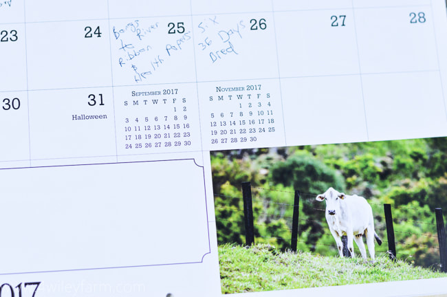 2017 David R. Stoecklein Cattle Calendar