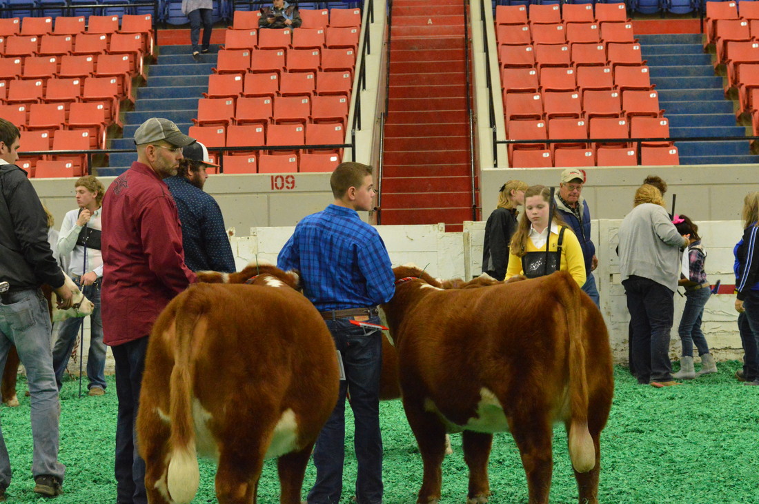 waiting for the Miniature Hereford show at NAILE