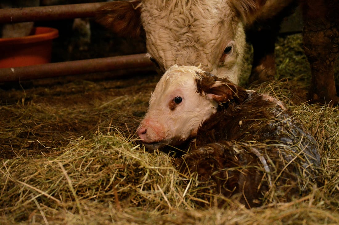 newborn Miniature Hereford bull calf