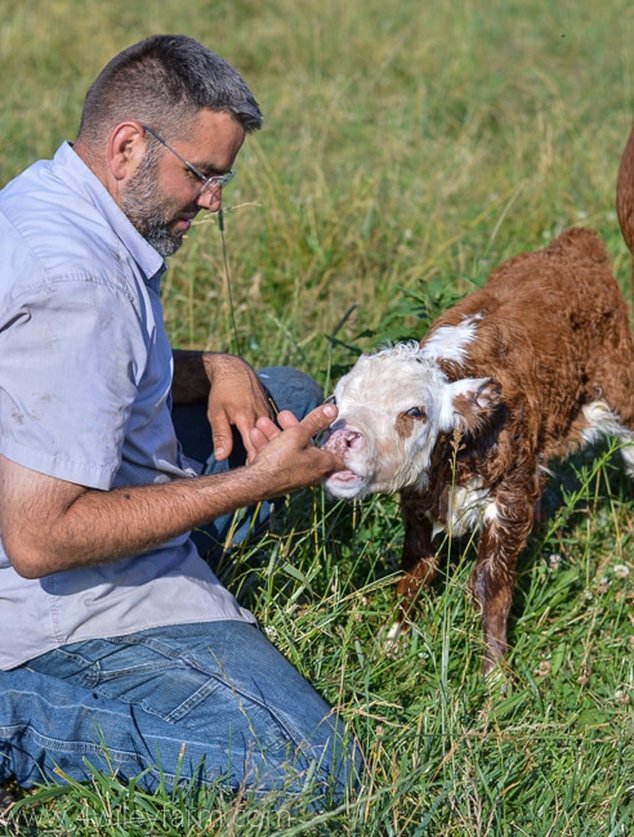 newborn Miniature Hereford calf