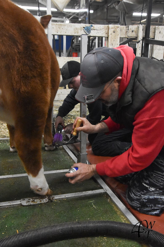 Fitting a Miniature Hereford cow