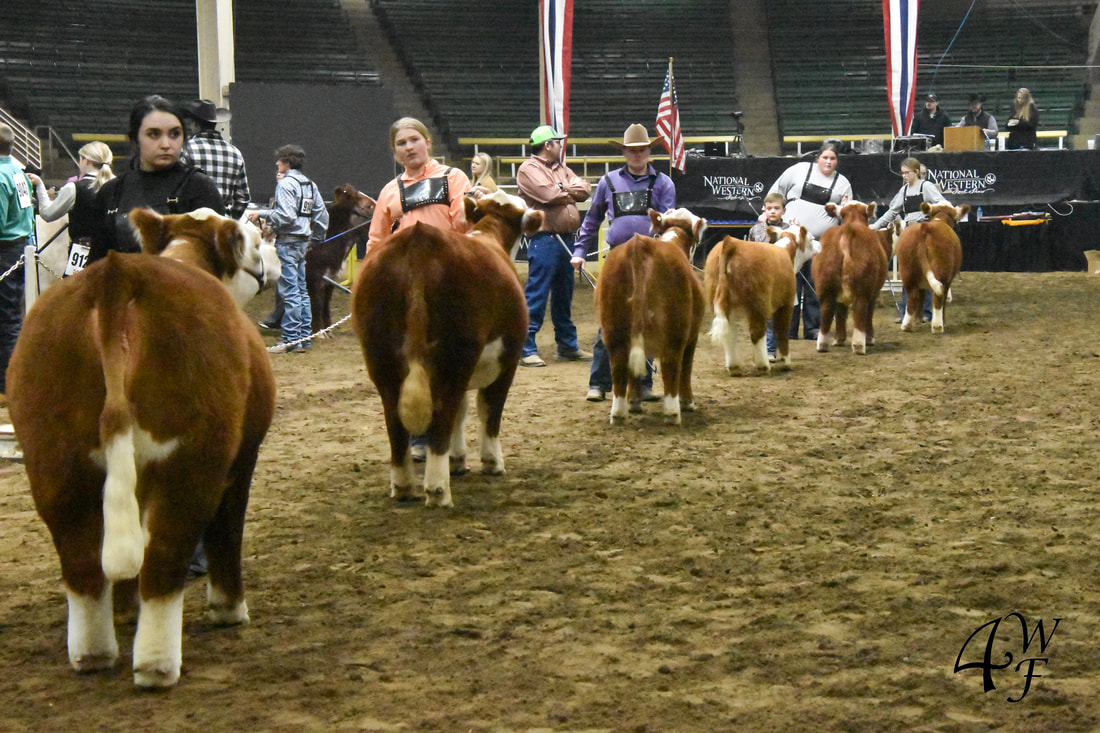 Miniature Hereford Junior final drive at the 2022 National Western Stock Show