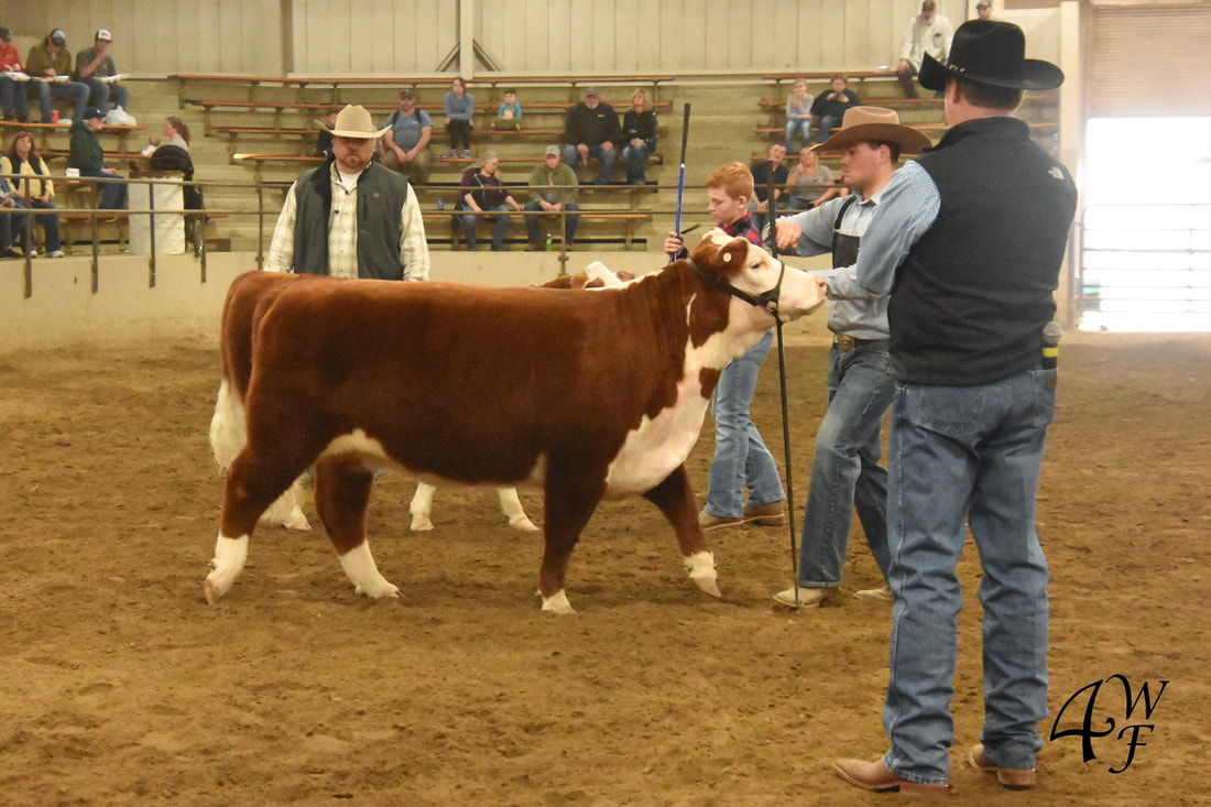 Miniature Hereford show at the Ohio Beef Expo