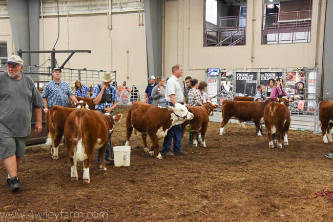 Miniature Herefords at the Ohio State Fair