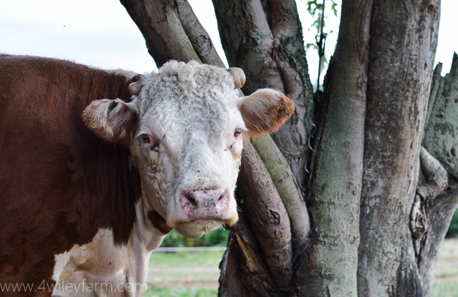 Miniature Hereford cow