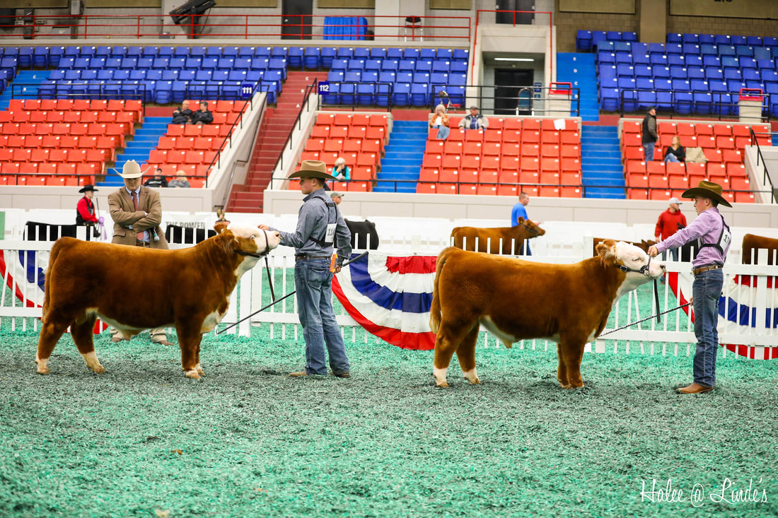 2019 NAILE Miniature Hereford Pair of Bulls - 4 Wiley Sir Smith and 4 Wiley Sir Wesson