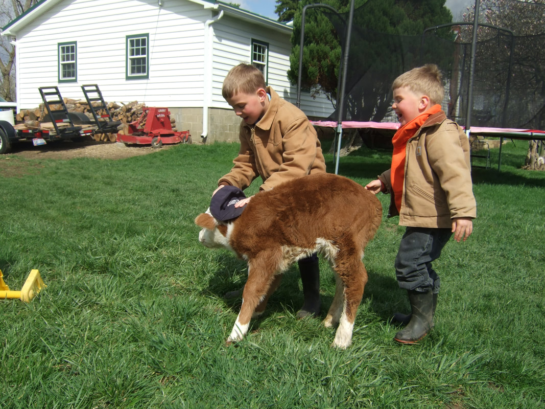 kids playing with the new Miniature Hereford calf