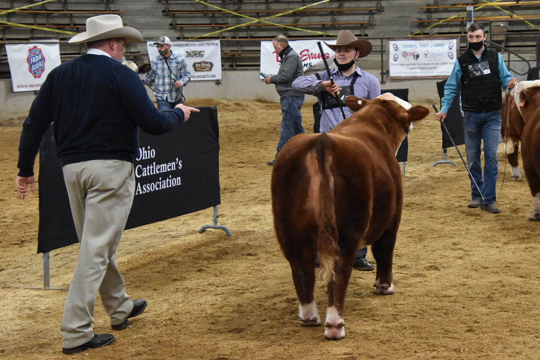 4 Wiley Sir Wesson, 2021 Ohio Beef Expo Grand Champion Bull