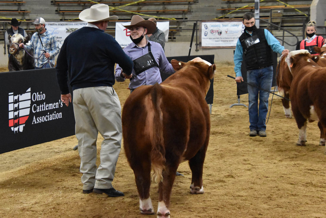 4 Wiley Sir Wesson, 2021 Ohio Beef Expo Grand Champion Bull