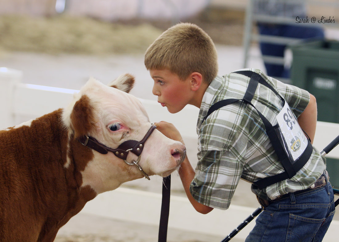 Whispering to his Miniature Hereford in the show ring