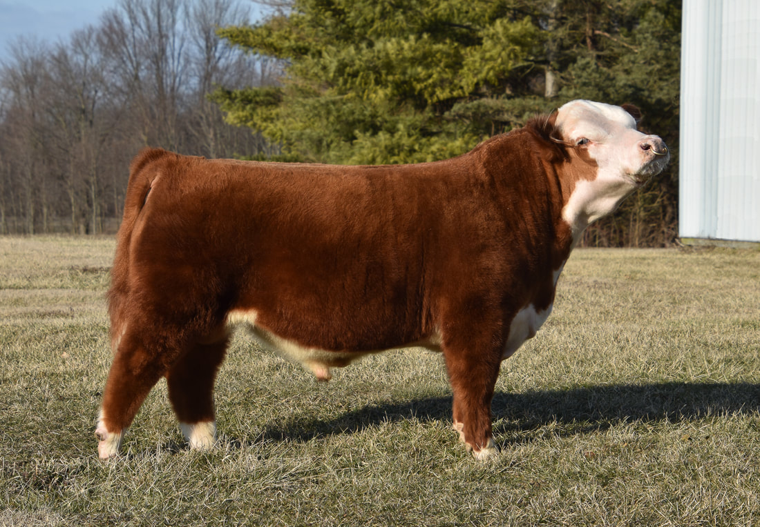 Miniature Hereford polled bull 4 Wiley Sir Wesson